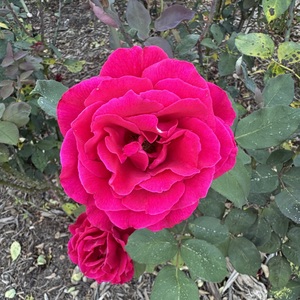 Lynn Greenbaum
